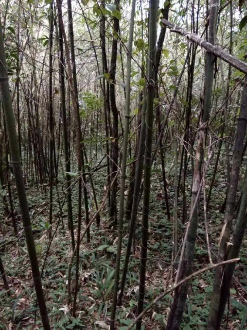 绿竹
