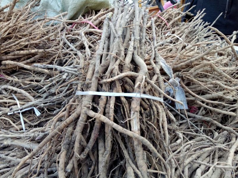 油牡丹苗30~40cm
