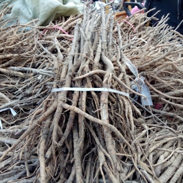 油牡丹苗30~40cm