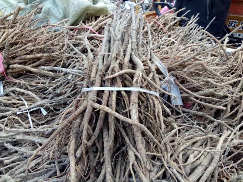 油牡丹苗30~40cm