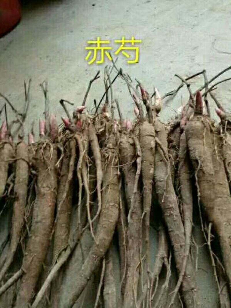 油牡丹苗30~40cm