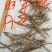 油牡丹苗30~40cm