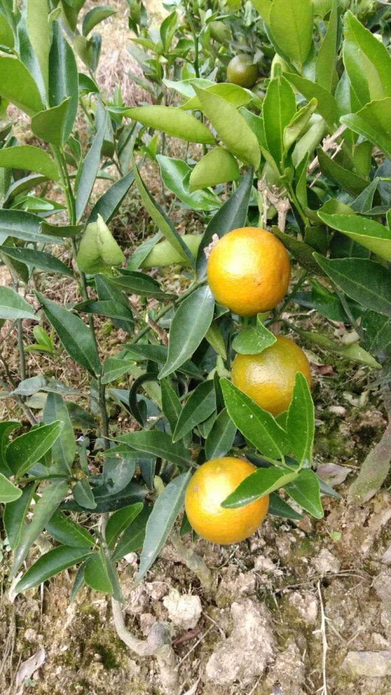 早熟蜜橘温州蜜桔，味甜多汁化渣，果园直供发车