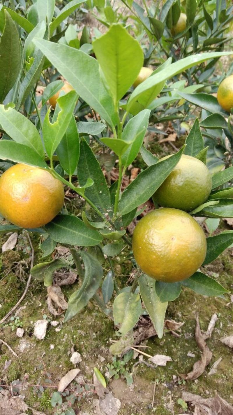早熟蜜橘温州蜜桔，味甜多汁化渣，果园直供发车