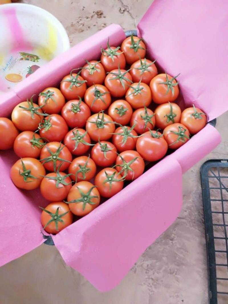 西红柿秋栽冬收元谋鲜果