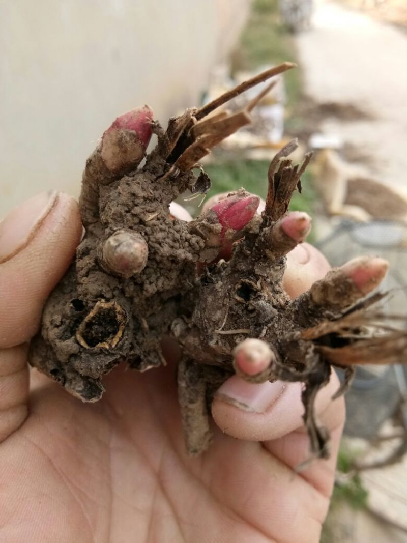 白芍种苗