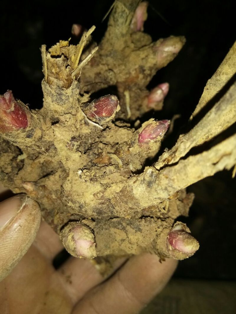 白芍种苗