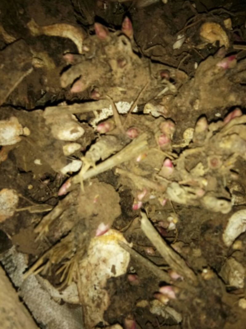 白芍种苗