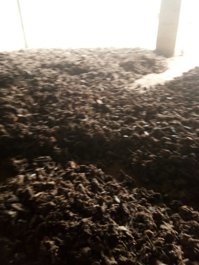 白芍种苗