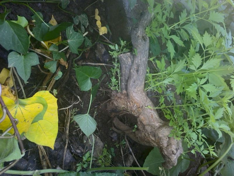黄荊疙瘩盆景