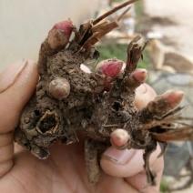 白芍种苗