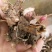白芍种苗