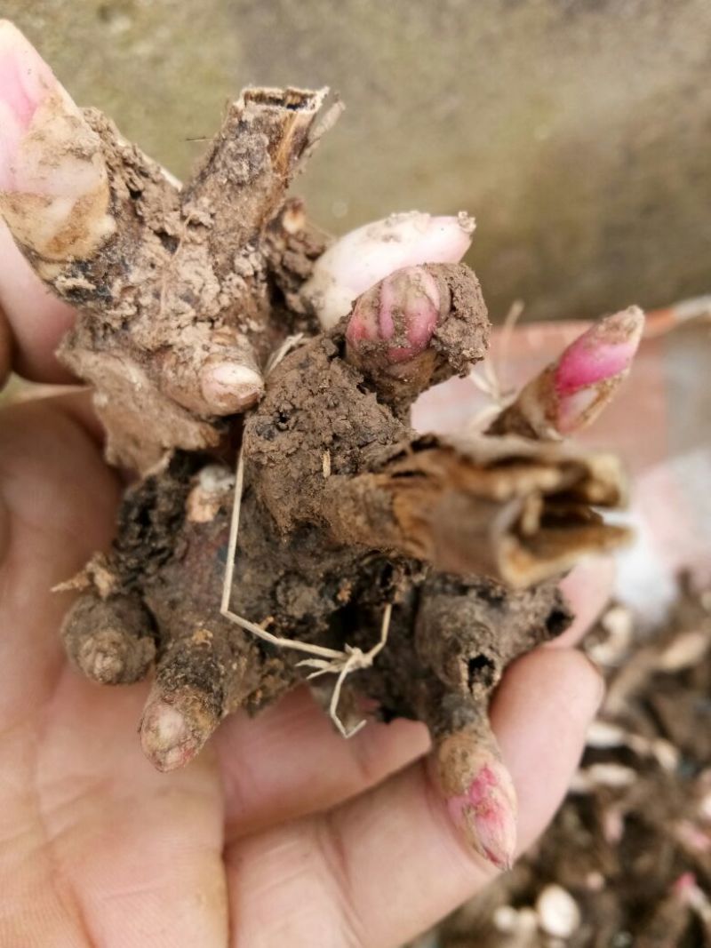 白芍种苗