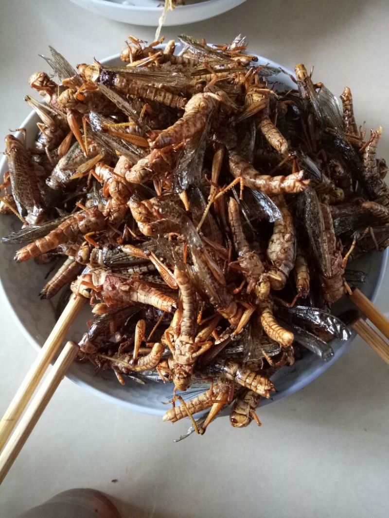 蝗虫，质量好价格低。。。。。。。。。。。