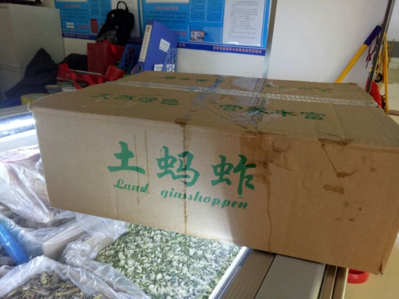 蝗虫，质量好价格低。。。。。。。。。。。