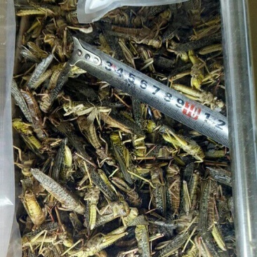 蚂蚱，质量好价格低，。。。。。。。。。。。