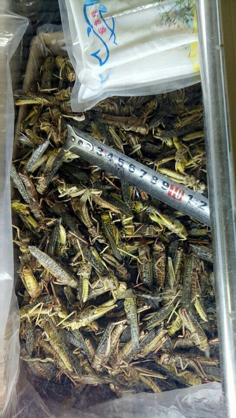 蚂蚱，质量好价格低，。。。。。。。。。。。