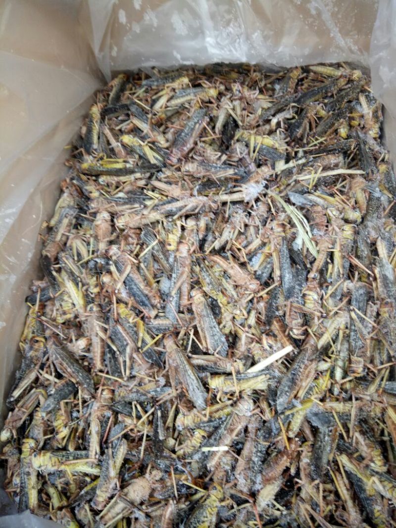 蚂蚱，质量好价格低，。。。。。。。。。。。