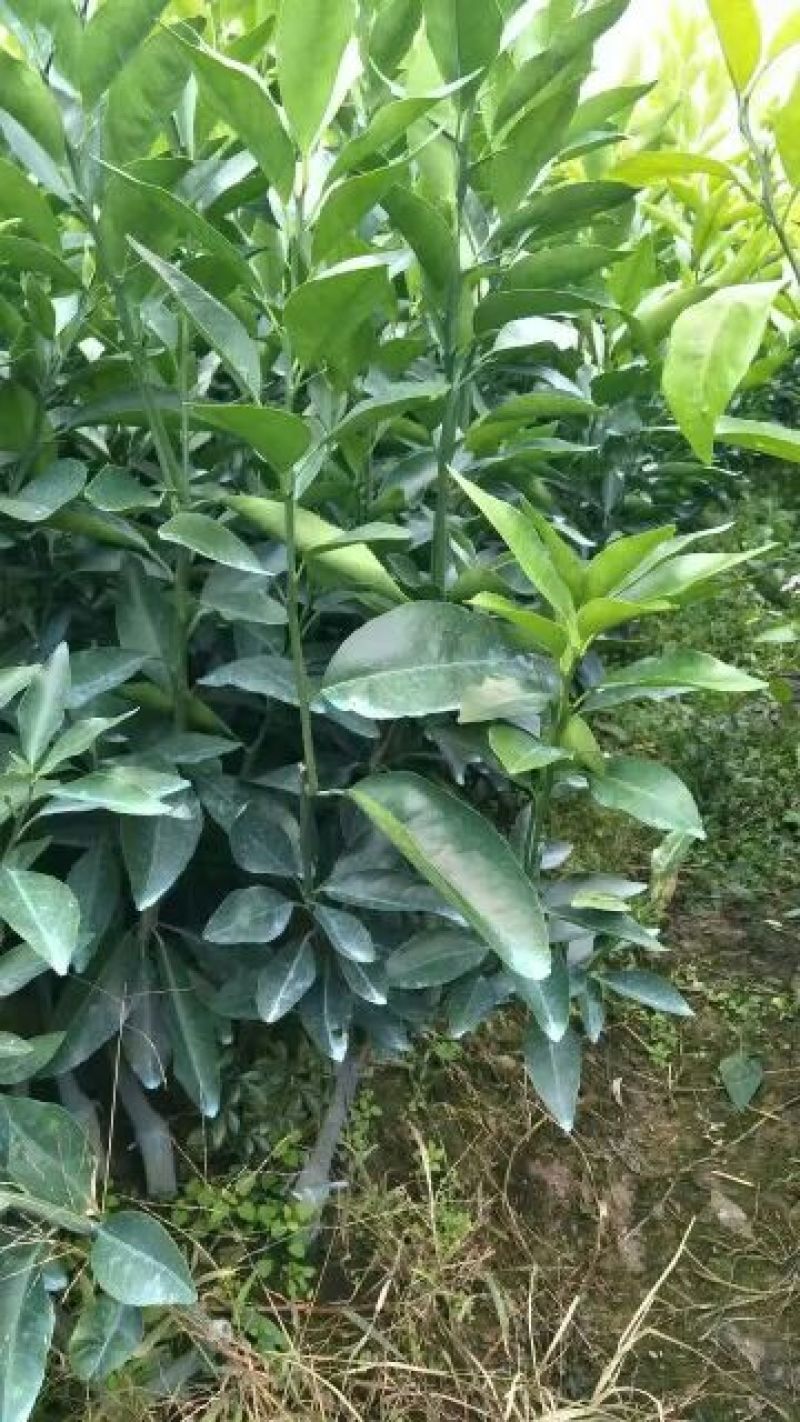 沃柑苗091沃柑苗优质沃柑苗无核沃柑苗