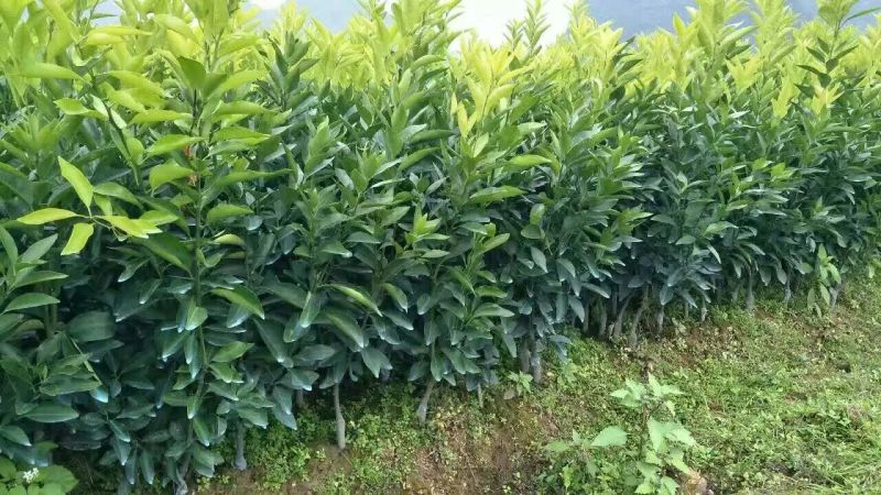 沃柑苗091沃柑苗优质沃柑苗无核沃柑苗