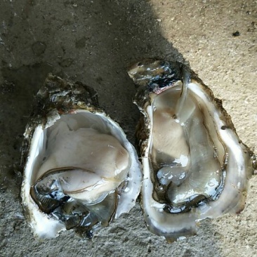 生蚝