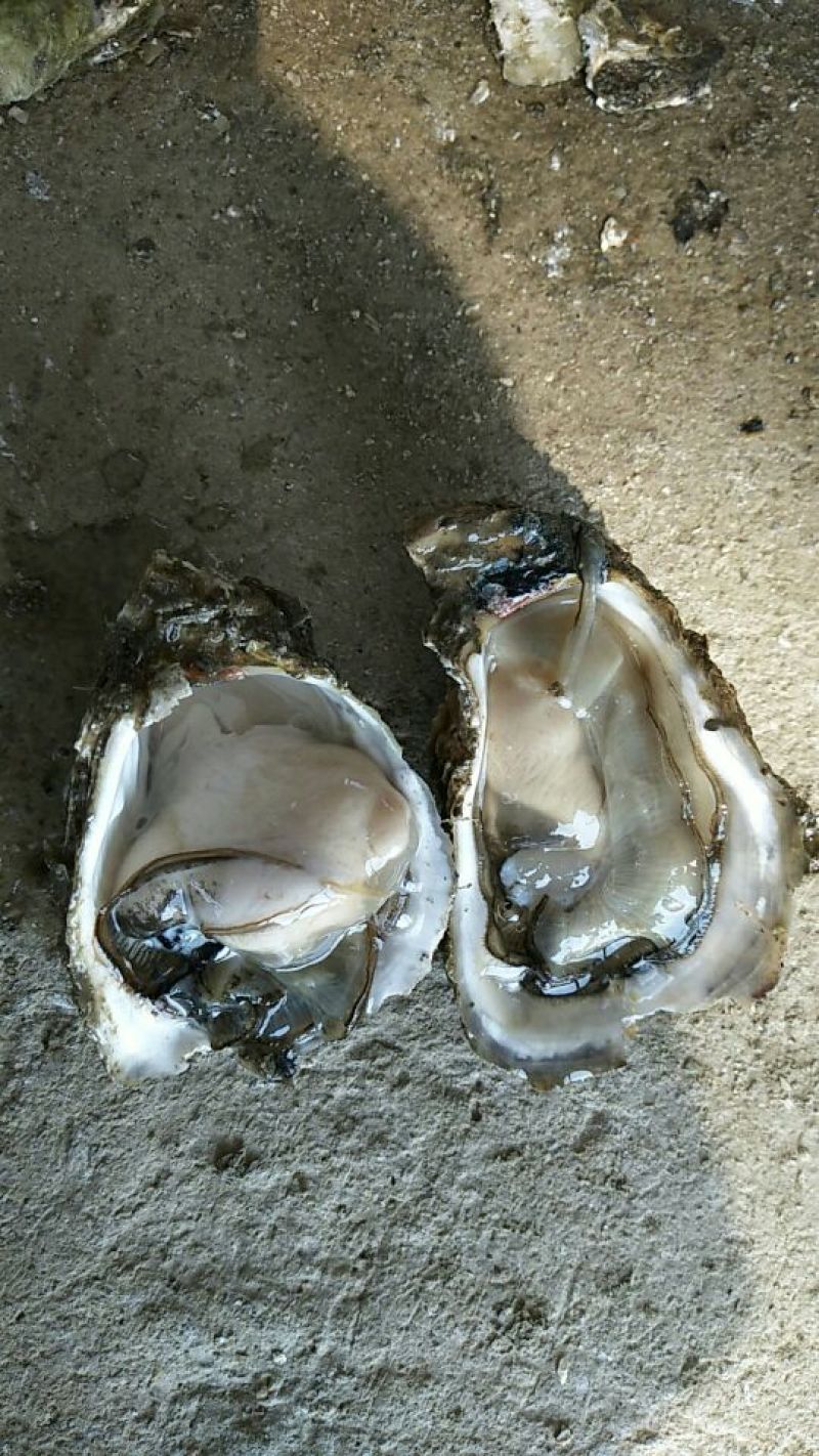 生蚝