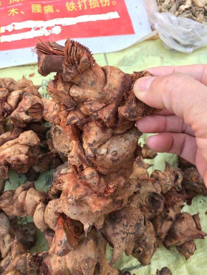 云南纯野生九牛力，需要的提前说上山采挖