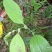 云南纯野生九牛力，需要的提前说上山采挖