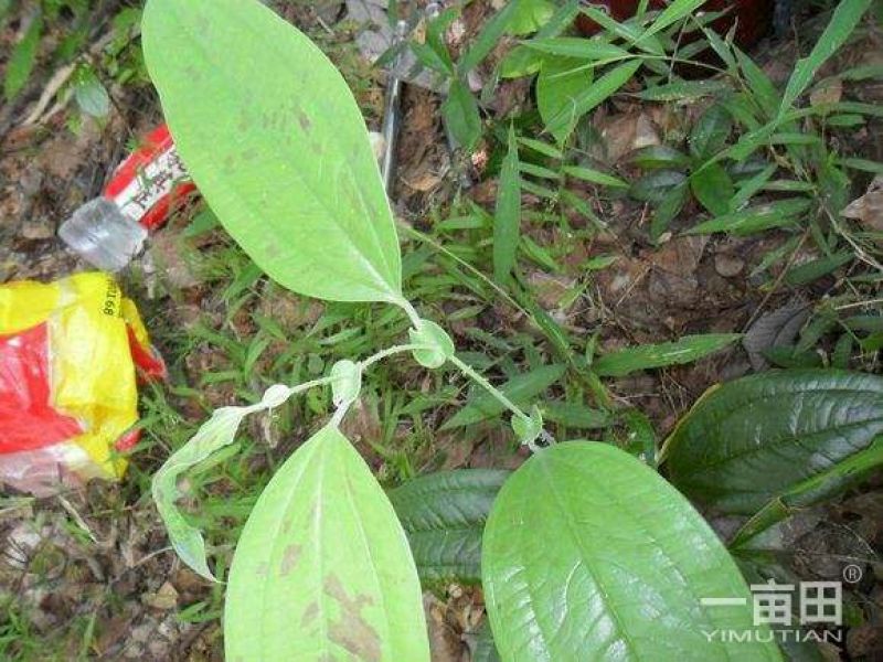 云南纯野生九牛力，需要的提前说上山采挖