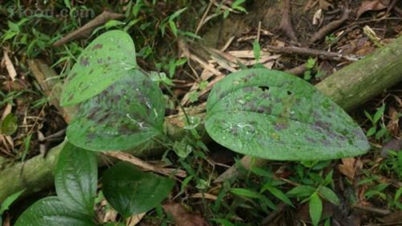 云南纯野生九牛力，需要的提前说上山采挖