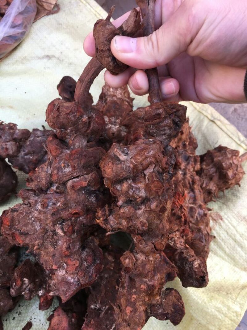 云南纯野生九牛力，需要的提前说上山采挖