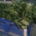 夏阳白菜净菜2~3斤