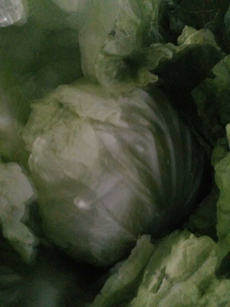 夏阳白菜净菜2~3斤