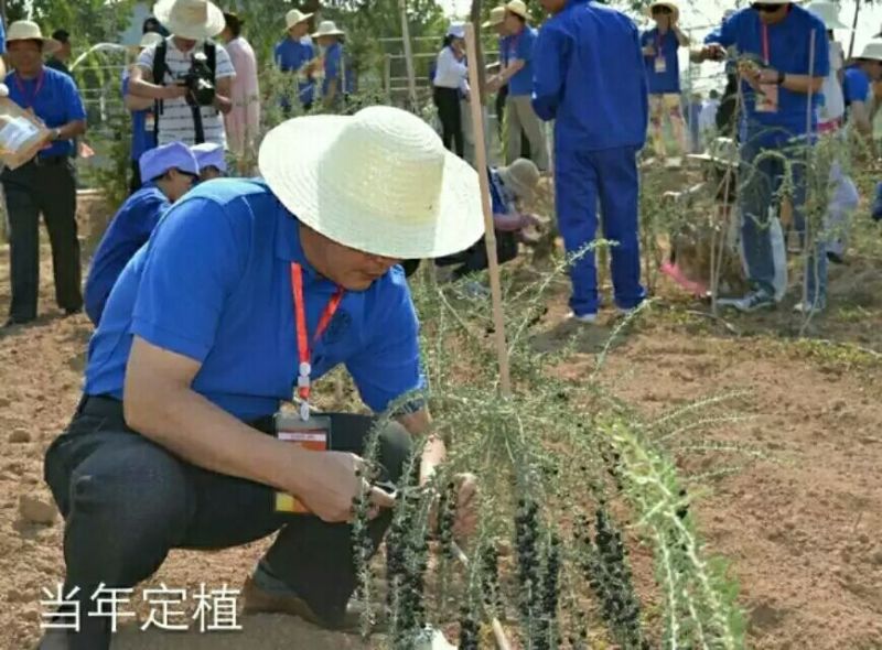 黑枸杞苗