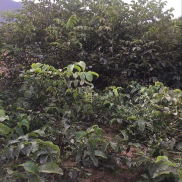 薄皮核桃接穗50~100cm二年苗