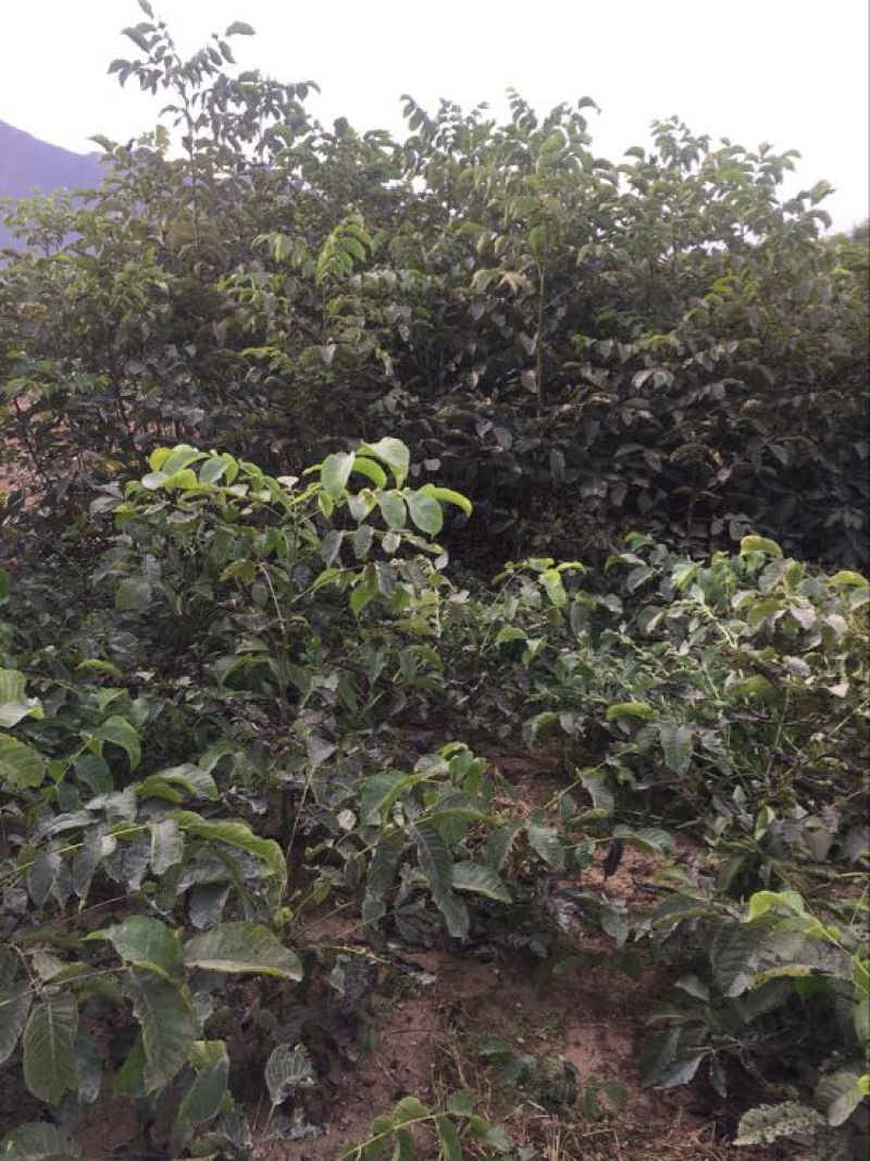 薄皮核桃接穗50~100cm二年苗