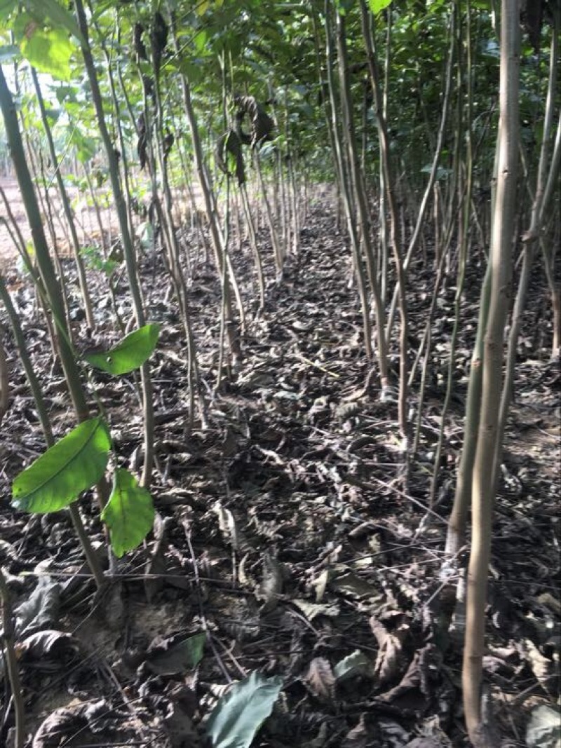 薄皮核桃接穗50~100cm二年苗