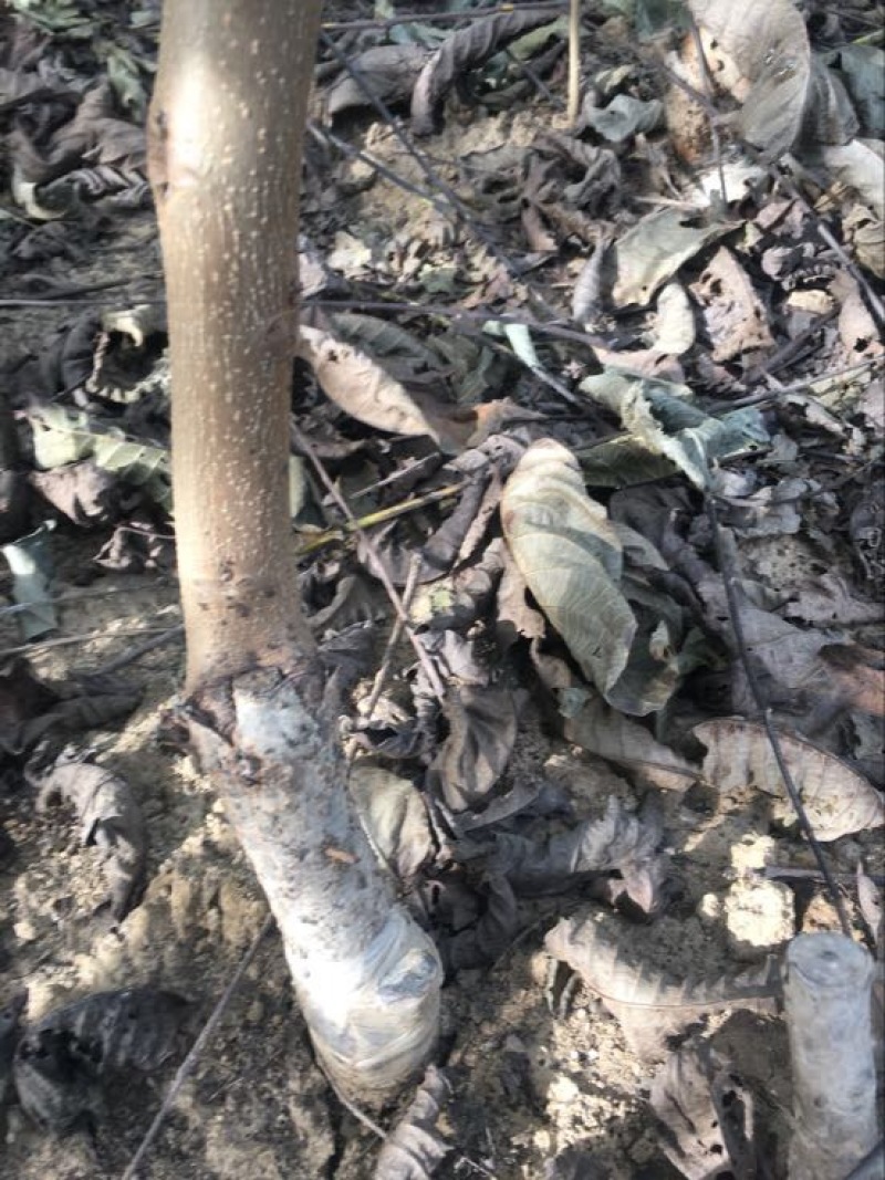薄皮核桃接穗50~100cm二年苗