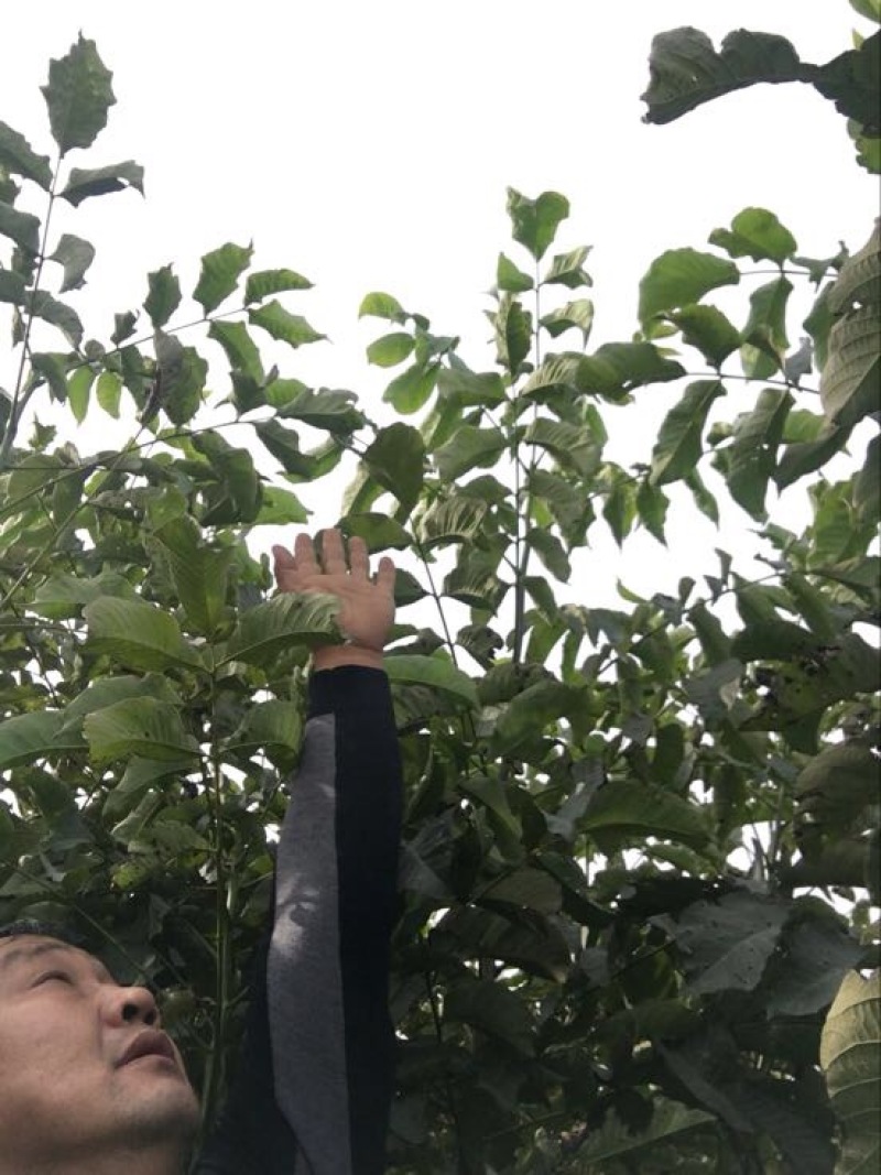 薄皮核桃接穗50~100cm二年苗