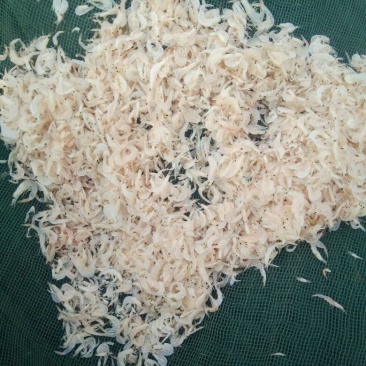 虾皮一级