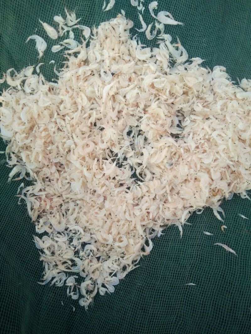 虾皮一级