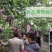 江西新品八月瓜苗八月炸紫红品种实生苗