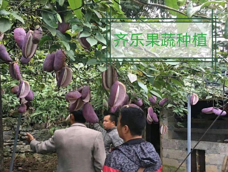 江西新品八月瓜苗八月炸紫红品种实生苗