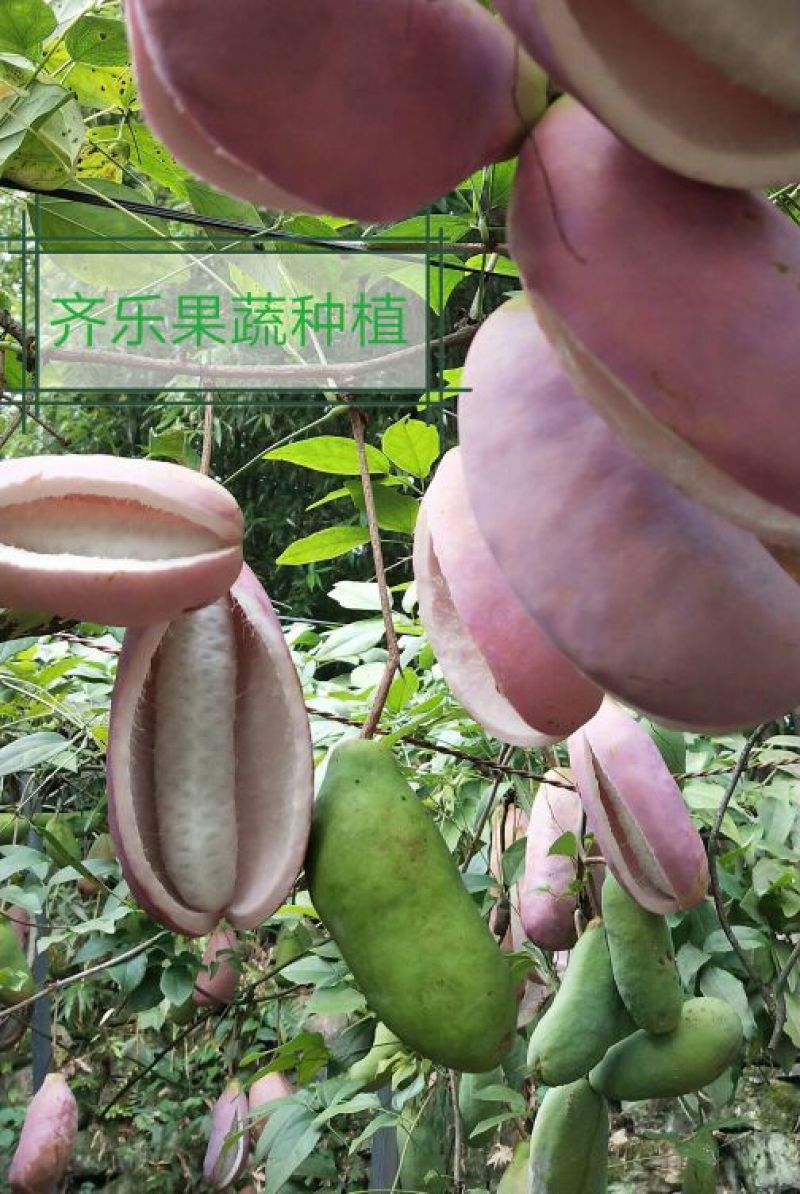 江西新品八月瓜苗八月炸紫红品种实生苗