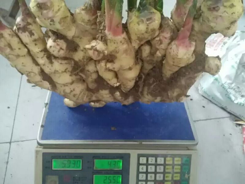 小黄姜优质鲜货