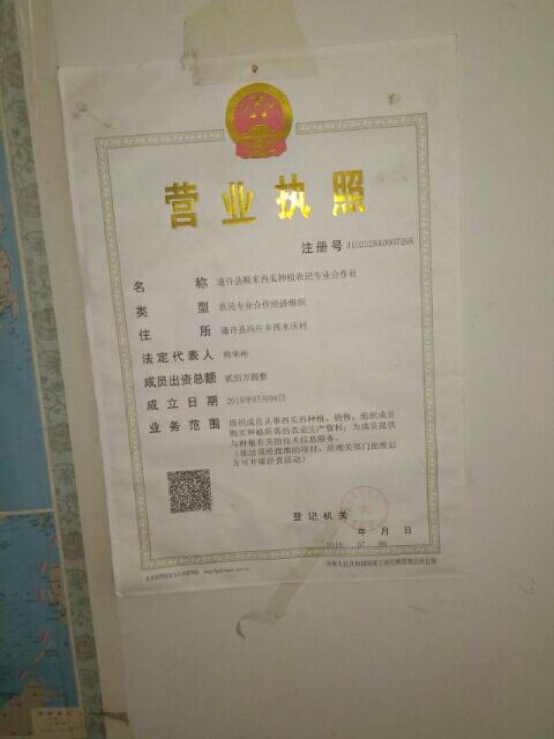 红薯3两以上商品薯白心
