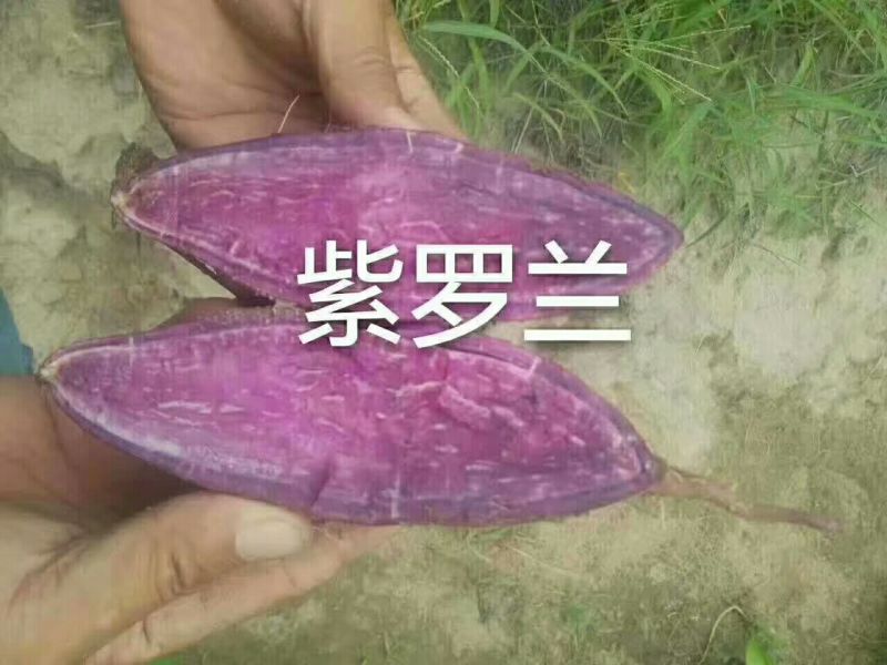 红薯3两以上商品薯白心