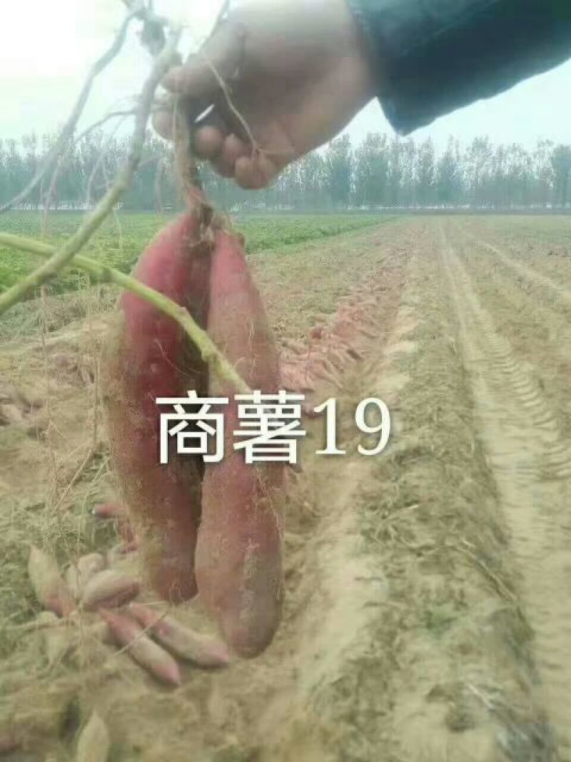红薯3两以上商品薯白心