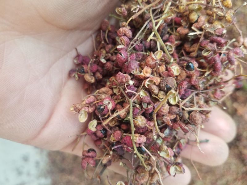 大红袍花椒三级干
