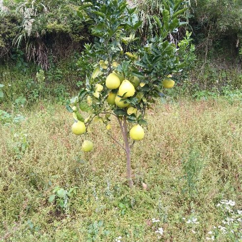 香柚，蜜柚